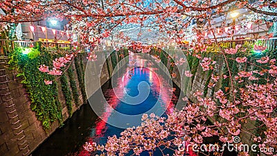 Cherry blossom at Meguro Canal in Tokyo, Japan Stock Photo