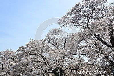 Cherry blossom in Miyagi, Japan Stock Photo
