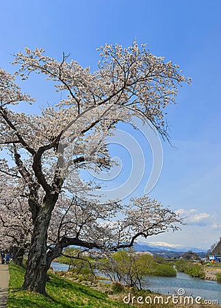 Cherry blossom in Miyagi, Japan Stock Photo
