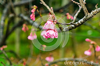 Cherry Blossom in the morning, Blooming Pink Japanese Sakura Stock Photo