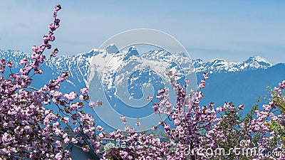 Cherry blossom with mountains views Stock Photo