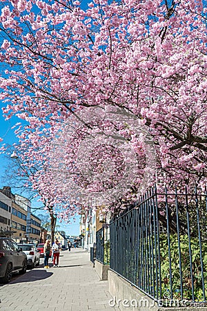 Cherry blossom in Norrkoping, Sweden Editorial Stock Photo