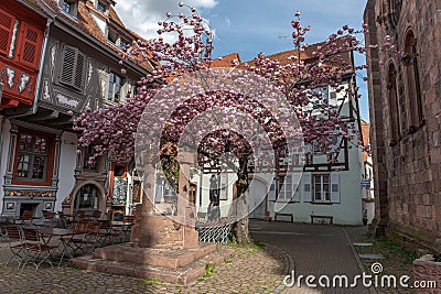 Cherry blossom in an old square with a medieval well in spring Stock Photo