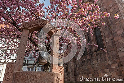 Cherry blossom in an old square with a medieval well in spring Stock Photo