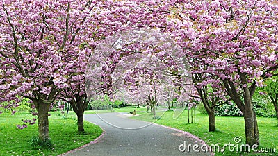 Cherry Blossom Path Stock Photo