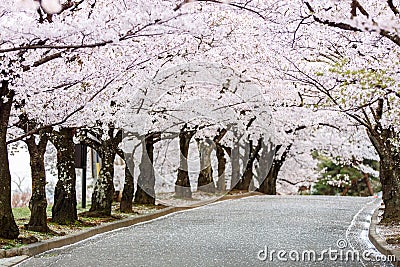 Cherry Blossom Path in beautiful Garden in spring (selected focused on tree at middel of path) Stock Photo