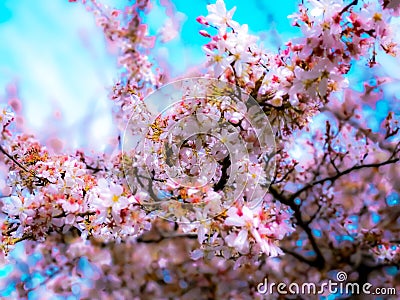 Cherry Blossom pink and blue spring easter beautiful Stock Photo