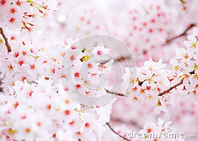 Cherry blossom Stock Photo