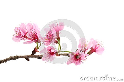 Cherry blossom , pink sakura flower Stock Photo