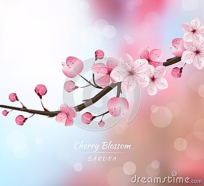 Cherry blossom realistic vector, blur background Vector Illustration