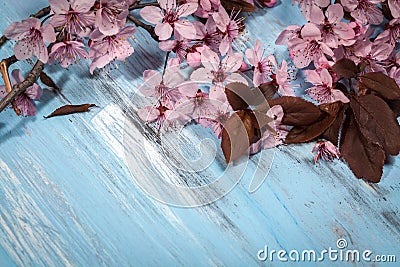 Cherry blossom on rustic wooden backkground Stock Photo
