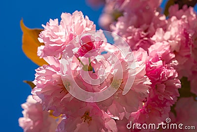 Cherry blossom. Sacura cherry-tree. Background with flowers on a spring day. Blooming sakura blossoms flowers close up Stock Photo