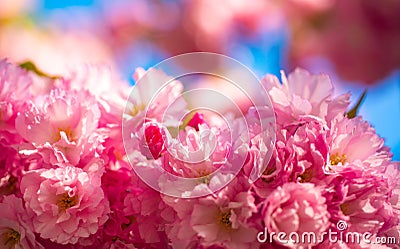 Cherry blossom. Sacura cherry-tree. Flowers in blooming with sunrise background. Spring Cherry blossoms, pink flowers. Stock Photo