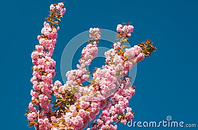 Cherry blossom. Sacura cherry-tree. Blooming sakura blossoms flowers close up with blue sky on nature background. Branch Stock Photo