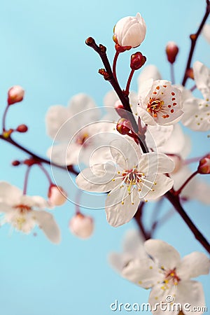 Cherry blossom (sakura flowers), on blue Stock Photo