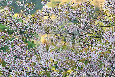 Cherry blossom or sakura flowers, in Chiangmai Province, Thailand. Stock Photo