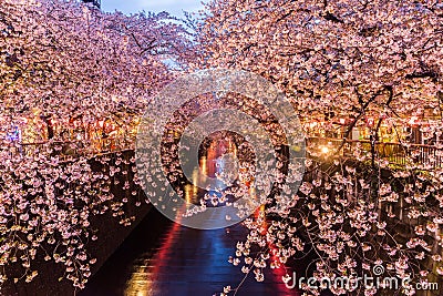 Cherry blossom or Sakura at Meguro Canal. Stock Photo