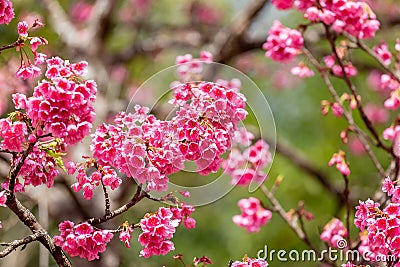 Cherry Blossom and Sakura wallpaper Stock Photo