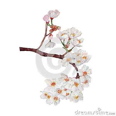 Cherry blossom,Sakura,white flowers bouquet.Watercolor hand painted botanical illustration. Cartoon Illustration