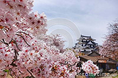 Cherry Blossom Season at Kumamoto Castle Stock Photo