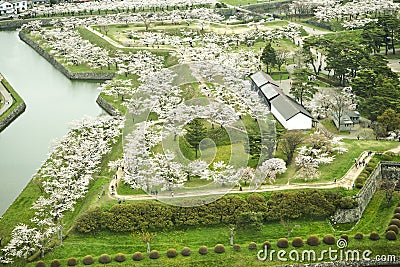 Cherry Blossom season in Goryokaku Park. Stock Photo