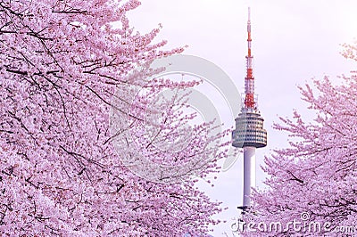 Cherry Blossom with seoul tower. Stock Photo
