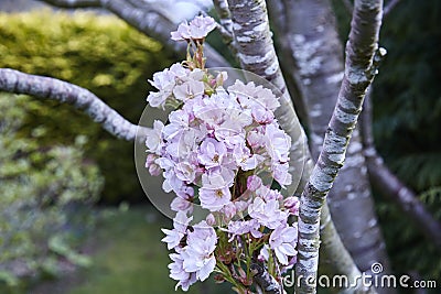 Cherry blossom Stock Photo