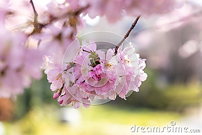 Cherry blossom in spring in Germany Stock Photo