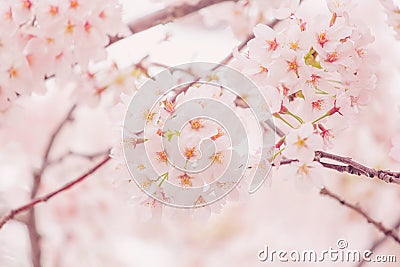 Cherry blossom in spring Stock Photo