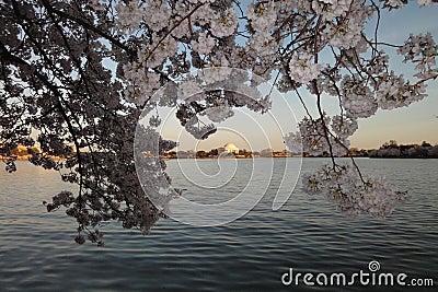 Cherry blossom spring in washington dc Stock Photo