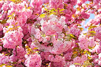 Cherry blossom in springtime, pink flowers. Sakura Stock Photo