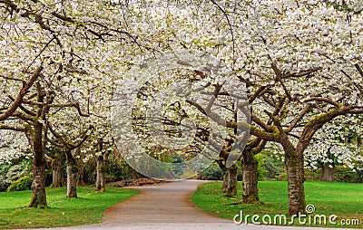 Cherry Blossom Stock Photo