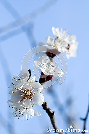 Cherry blossom on a sunny day in April Stock Photo