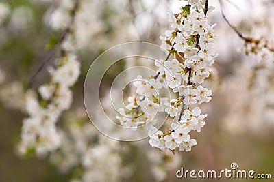 Cherry blossom swell in spring Stock Photo