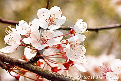 Cherry Blossom Time - Wild Cherry Blossom Flowering In Spring Sunshine Stock Photo