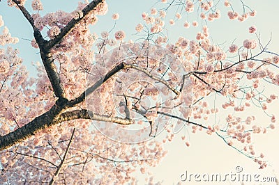 Cherry Blossom Tree Stock Photo