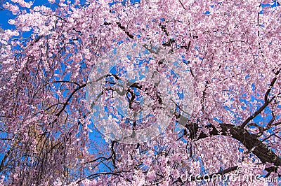 Cherry Blossom tree Stock Photo