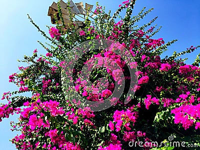 Cherry Blossom tree with blue sky and windmill Stock Photo