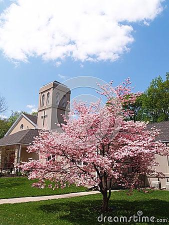 Cherry blossom tree by a church Stock Photo