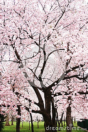 Cherry Blossom Tree in Full Bloom Stock Photo