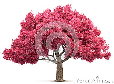 Cherry blossom tree isolated Cartoon Illustration