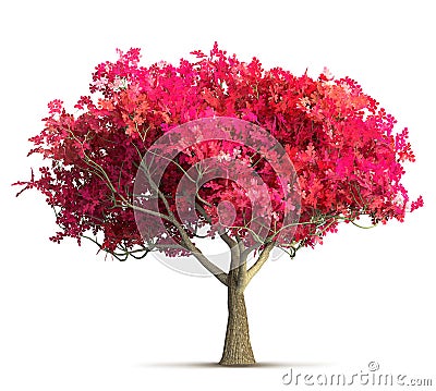 Cherry blossom tree isolated 3D illustration Cartoon Illustration