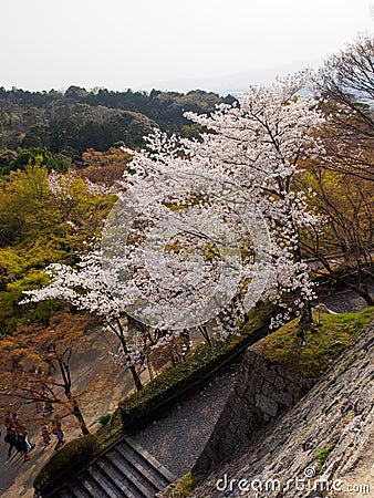 Cherry blossom tree on stone wall, Kyoto, Japan Stock Photo