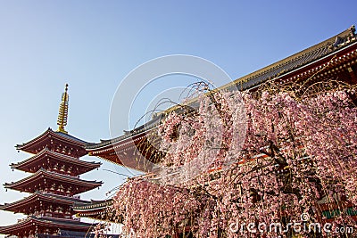 Three symbols of Japan, Cherry Blossom tree, Temple and Progoda Stock Photo
