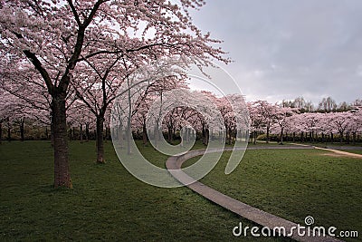 Cherry blossoms at Kersenbloesempark Stock Photo