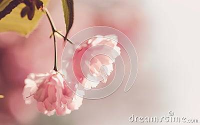 Cherry Blossom trees, Nature and Spring time background. Pink Sa Stock Photo