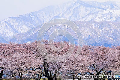 cherry blossom trees or sakura with the Japanese Alps mountain range in the background , the town of Asahi in Toyama Prefecture Stock Photo