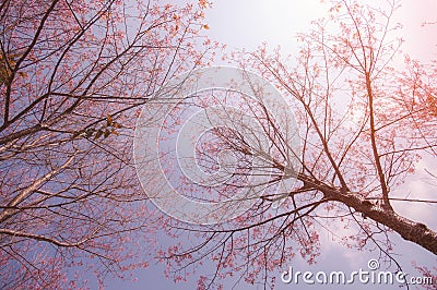 Cherry blossom trees with soft blue sky Stock Photo
