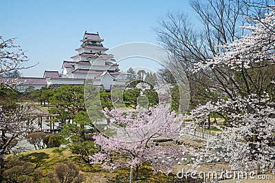 Cherry-blossom trees in Tsuruga castle park. Stock Photo
