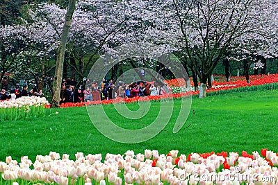 The cherry blossom tulip blooming together Editorial Stock Photo